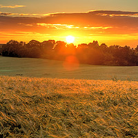 Buy canvas prints of Sunrise over A Field of Winter Barley by Colin Williams Photography