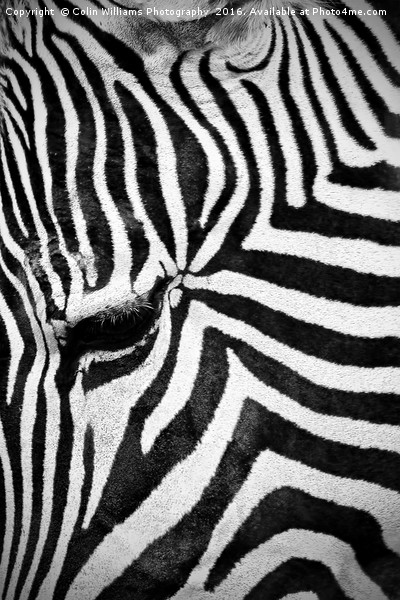 The Eye of the Zebra Picture Board by Colin Williams Photography