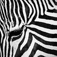 Buy canvas prints of The Eye of the Zebra by Colin Williams Photography