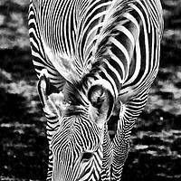 Buy canvas prints of Zebra Feeding by Colin Williams Photography