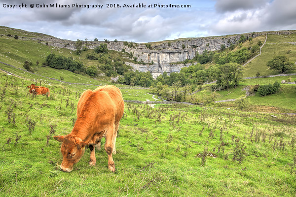 The Cliffs Of Malham Cove 1 Picture Board by Colin Williams Photography