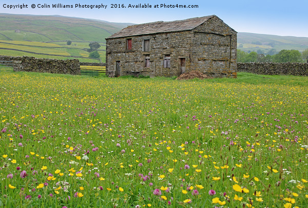 The Summer Meadows of Swaledale Picture Board by Colin Williams Photography