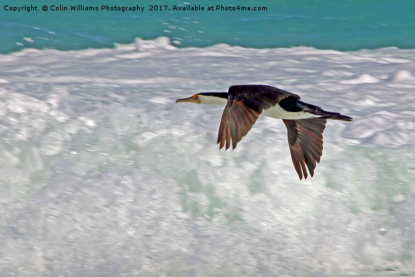 Australian Pied Cormorant Picture Board by Colin Williams Photography