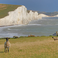 Buy canvas prints of  Sheep and the Seven Sisters 2 by Colin Williams Photography