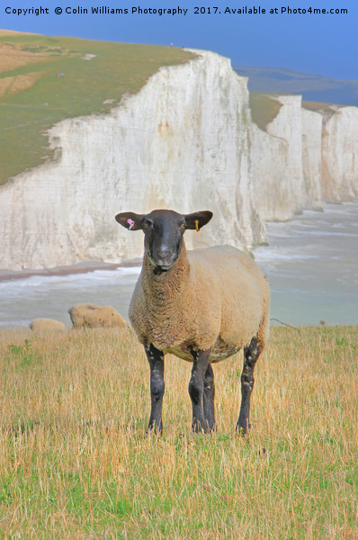  Sheep and the Seven Sisters 3 Picture Board by Colin Williams Photography