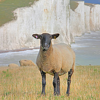 Buy canvas prints of  Sheep and the Seven Sisters 3 by Colin Williams Photography