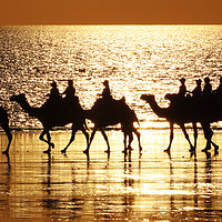 Buy canvas prints of Beach Camels at Sunset 1 by Colin Williams Photography