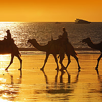 Buy canvas prints of Beach Camels at Sunset 2 by Colin Williams Photography