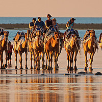 Buy canvas prints of Beach Camels at Sunset 3 by Colin Williams Photography