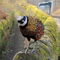 Buy canvas prints of A Very Rare Reeves  Pheasant seen near Haworth  by Colin Williams Photography