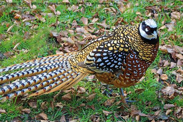  Reeves Pheasant seen near Haworth  Picture Board by Colin Williams Photography