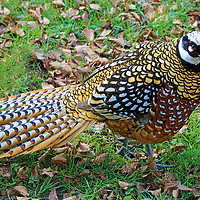 Buy canvas prints of  Reeves Pheasant seen near Haworth  by Colin Williams Photography
