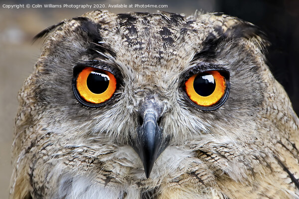 Eagle Owl Eyes Follow you Round the Room. Picture Board by Colin Williams Photography