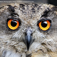 Buy canvas prints of Eagle Owl Eyes Follow you Round the Room. by Colin Williams Photography