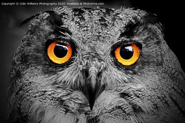 Eagle Owl Eyes Follow you Round the Room BW Picture Board by Colin Williams Photography