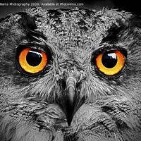 Buy canvas prints of Eagle Owl Eyes Follow you Round the Room BW by Colin Williams Photography