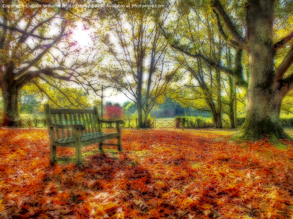 A Bench in The Surrey Hills. Picture Board by Colin Williams Photography