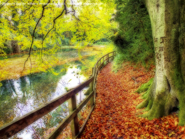 The Silent Pool with A carpet of autumn leaves Picture Board by Colin Williams Photography