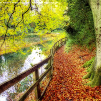 Buy canvas prints of The Silent Pool with A carpet of autumn leaves by Colin Williams Photography