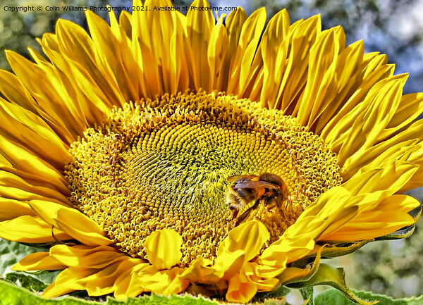 Bumble Bee on A Sunflower Picture Board by Colin Williams Photography