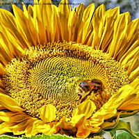 Buy canvas prints of Bumble Bee on A Sunflower by Colin Williams Photography