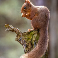 Buy canvas prints of Red squirrel on a branch by Charles Bruce