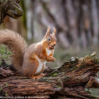 Buy canvas prints of Red squirrel standing with hazelnut by Charles Bruce