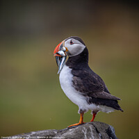 Buy canvas prints of Puffin by Charles Bruce