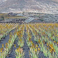 Buy canvas prints of Aloe Vera Plantation, Lanzarote by Tony Murtagh
