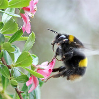 Buy canvas prints of Bumble Bee by Tony Murtagh