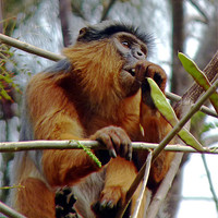 Buy canvas prints of Red Colobus Monkey by Tony Murtagh