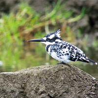 Buy canvas prints of Pied Kingfisher by Tony Murtagh