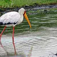 Buy canvas prints of Yellow billed Stork by Tony Murtagh