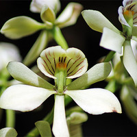 Buy canvas prints of Orchid Encyclia fragrans by Tony Murtagh
