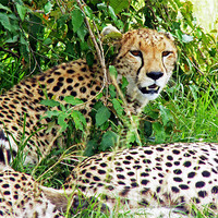 Buy canvas prints of Cheetah by Tony Murtagh