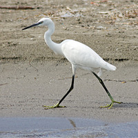 Buy canvas prints of Little Egret by Tony Murtagh