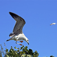 Buy canvas prints of A juvenile herring gull feeding on a fig tree in S by Tony Murtagh