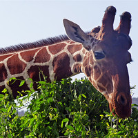 Buy canvas prints of Reticulated Giraffe by Tony Murtagh