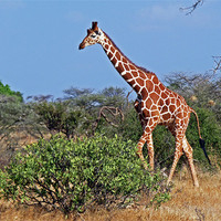 Buy canvas prints of Giraffe against Blue Sky by Tony Murtagh