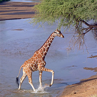 Buy canvas prints of Giraffe Crossing Stream by Tony Murtagh