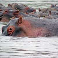 Buy canvas prints of Hippo Group in Mara River by Tony Murtagh
