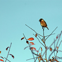 Buy canvas prints of Stonechat by Tony Murtagh