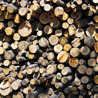 Buy canvas prints of Winter Logs by Tony Murtagh