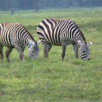 Buy canvas prints of Pair of Zebra by Tony Murtagh