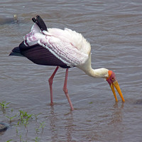 Buy canvas prints of Yellow Billed Stork by Tony Murtagh
