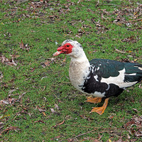 Buy canvas prints of Muscovy Duck by Tony Murtagh