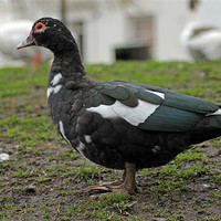 Buy canvas prints of Female Muscovy Duck by Tony Murtagh