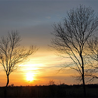 Buy canvas prints of Trees at Sunset by Tony Murtagh