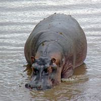 Buy canvas prints of Hippopotamus In Mara River by Tony Murtagh