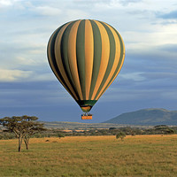 Buy canvas prints of Hot Air Balloon over Serengeti by Tony Murtagh